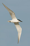 Image. Gull-billed Tern