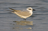 Image. Gull-billed Tern