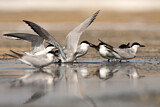 Image. Gull-billed Tern