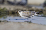 Image. Gull-billed Tern
