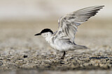 Image. Gull-billed Tern