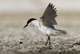 Image. Gull-billed Tern
