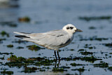 Image. Gull-billed Tern