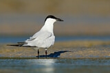 Image. Gull-billed Tern