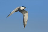 Image. Gull-billed Tern