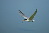 Image. Gull-billed Tern