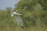 Image. Gull-billed Tern
