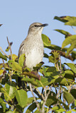Image. Gundlachspottdrossel