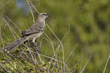 Image. Gundlachspottdrossel