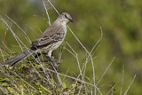 Image. Gundlachspottdrossel
