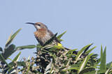 Image. Gurney's Sugarbird