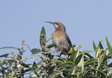 Image. Gurney's Sugarbird