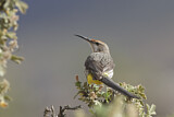 Image. Gurney's Sugarbird