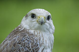Image. Gyrfalcon