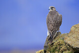 Image. Gyrfalcon
