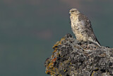 Image. Gyrfalcon