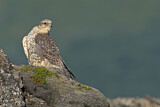 Image. Gyrfalcon