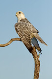 Image. Gyrfalcon