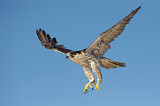 Image. Gyrfalcon