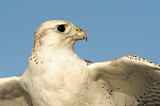 Image. Gyrfalcon