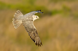 Image. Gyrfalcon