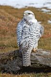Image. Gyrfalcon