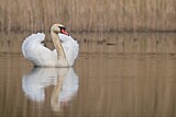 Image. Höckerschwan