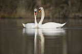 Image. Höckerschwan