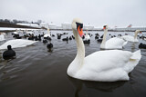 Image. Höckerschwan