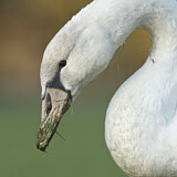 Image. Höckerschwan