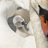 Image. Höckerschwan