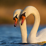 Image. Höckerschwan