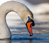 Image. Höckerschwan