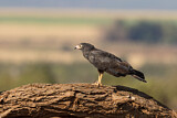 Image. Höhlenweihe