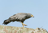 Image. Höhlenweihe