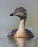 Image. Haarschopftaucher