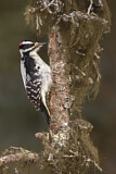 Image. Haarspecht
