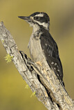 Image. Haarspecht