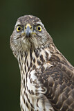 Image. Habicht