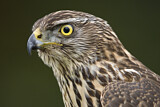 Image. Habicht