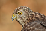 Image. Habicht