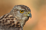 Image. Habicht