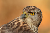 Image. Habicht