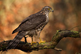 Image. Habicht