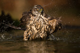 Image. Habicht