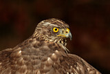 Image. Habicht