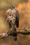 Image. Habicht