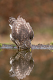 Image. Habicht