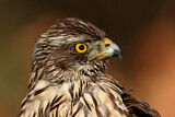 Image. Habicht