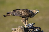 Image. Habichtsadler